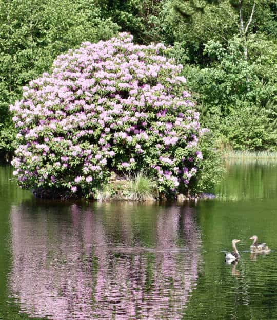 blühender Rododendron mit Entenfamilie Symbol für Familiengeschicht und Zukunft von Hof Severloh