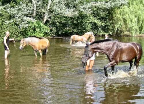 Gäste baden mit Pferd im Pferdeteich vom Reiterhof Severloh