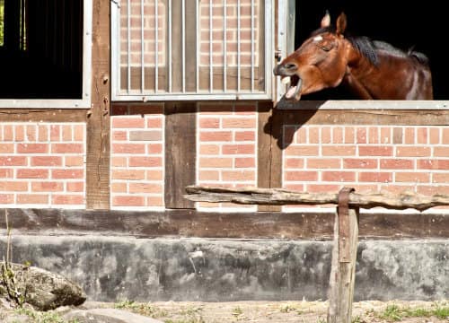 Pferd schaut aus der Box und flehmt im Urlaub mit Pferd