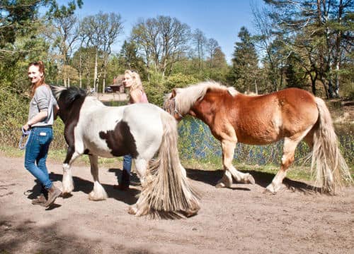 Erwachsene Frauen wollen reiten und führen die Leihpferde vom Reiterhof Severloh zum Stall