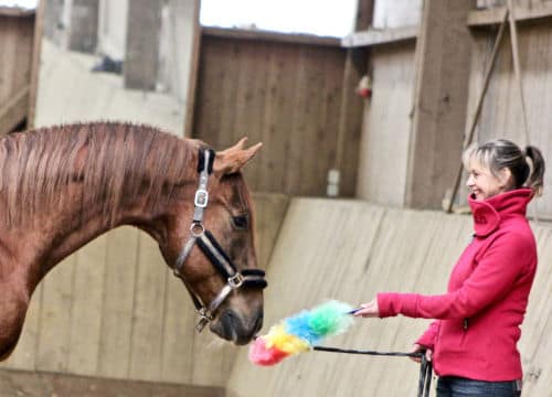 Frau trainiert mit ihrem Pferd in der Reithalle von Hof Severloh