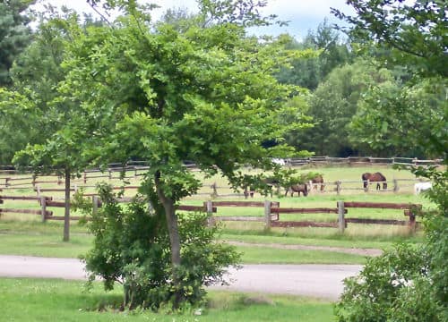 Blick auf die grasenden Pferde auf den Weiden vom Reiterhof Severloh