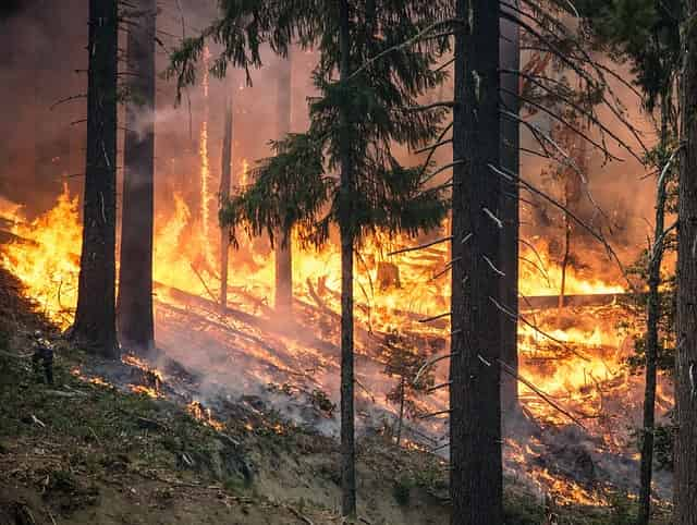 Der Wald brennt 1975 in der Südheide