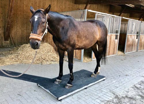 Pferd steht auf der mobilen Pferdewaage auf Reiterhof Severloh